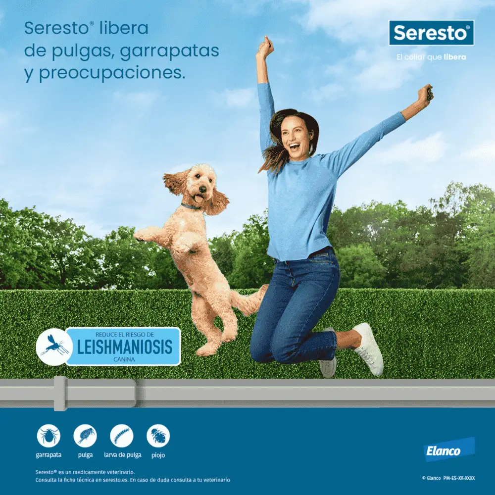 Seresto Collar Antiparasitario para Perros Protección contra Pulgas, Garrapatas, Piojos y Mosquito - Image 8