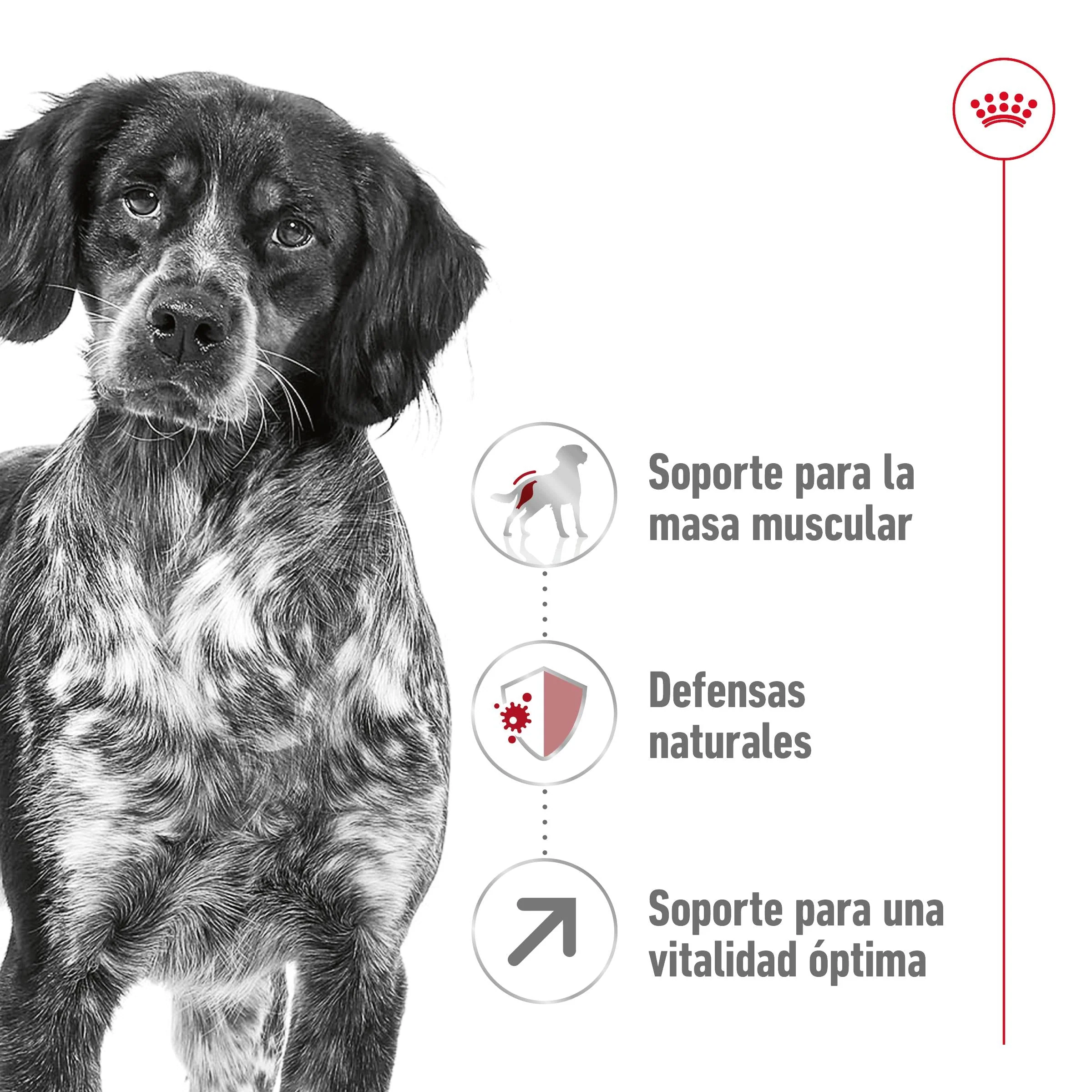Royal Canin Medium Adult 7+ Pienso para Perros - Image 8