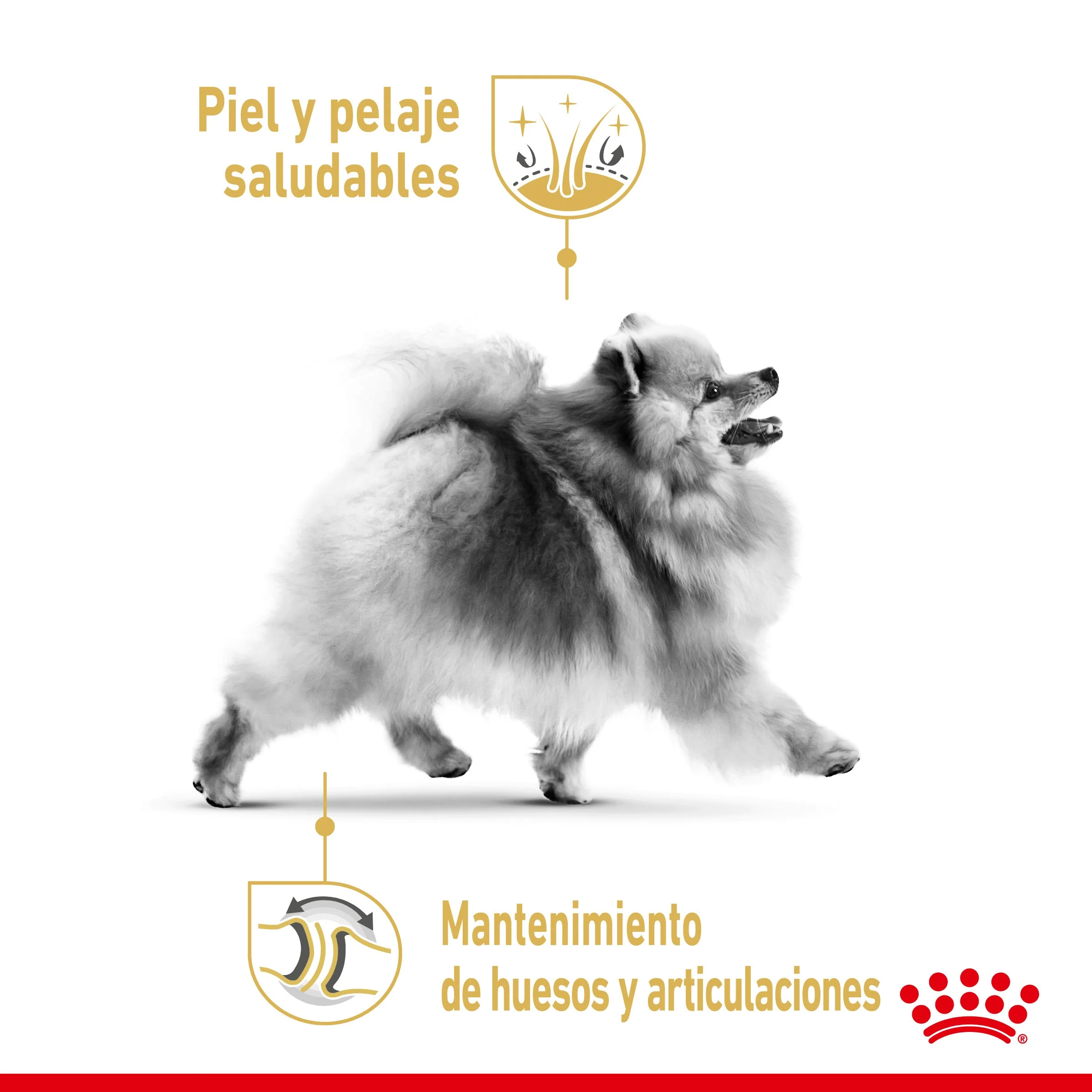 Royal Canin Pomerania Adulto Pienso para Perros de Raza - Image 4